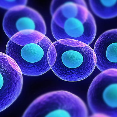 Карактеристики на матичните клетки
