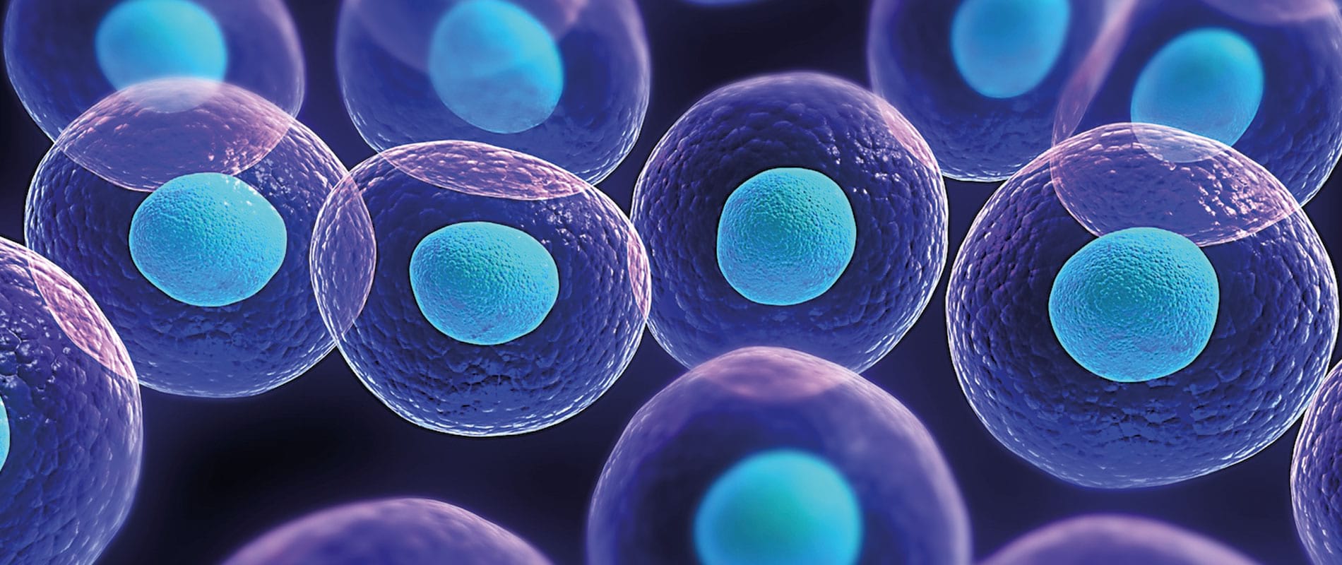 Карактерисики на матичните клетки
